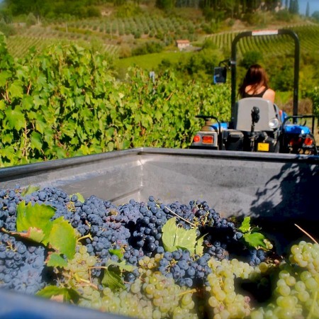 Chianti Classico wine grapes